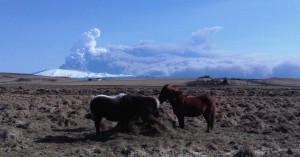 Horses close to Hvolsvollur